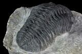 Pedinopariops Trilobite - Mrakib, Morocco #88197-4